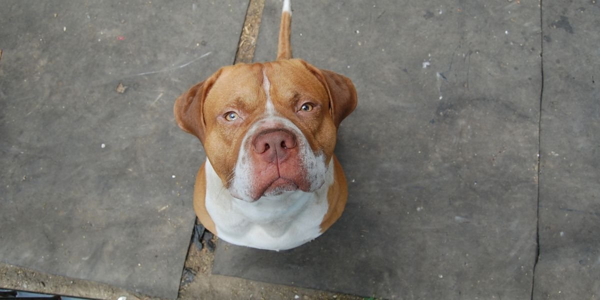 perro peligroso Cerdanyola